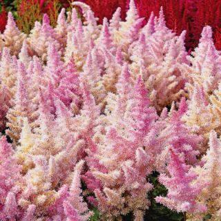 Italian Ice Cream Astilbe Thumbnail